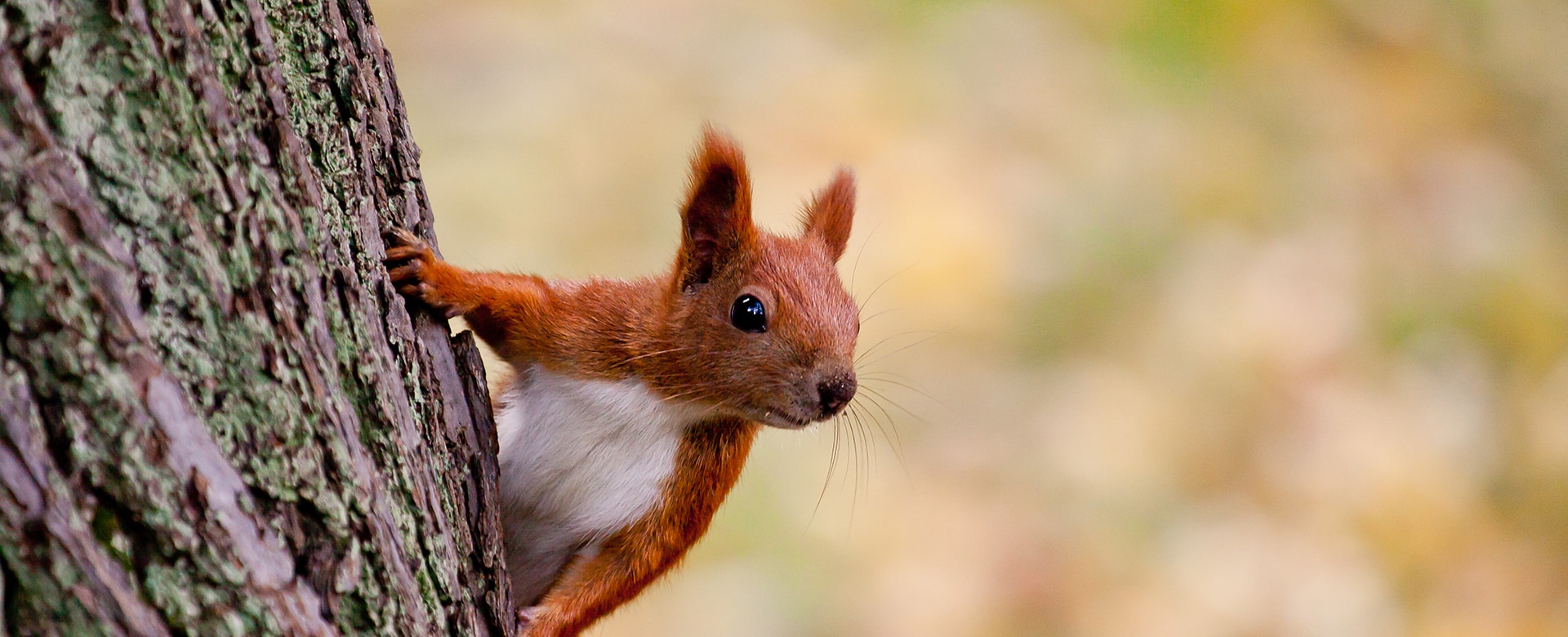 Red Squirrels in Pitlochry